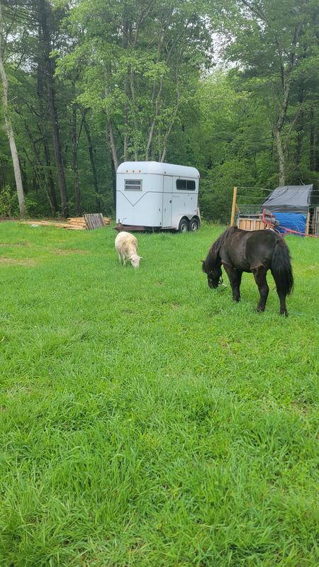 My mini looking fantastic and not fat.