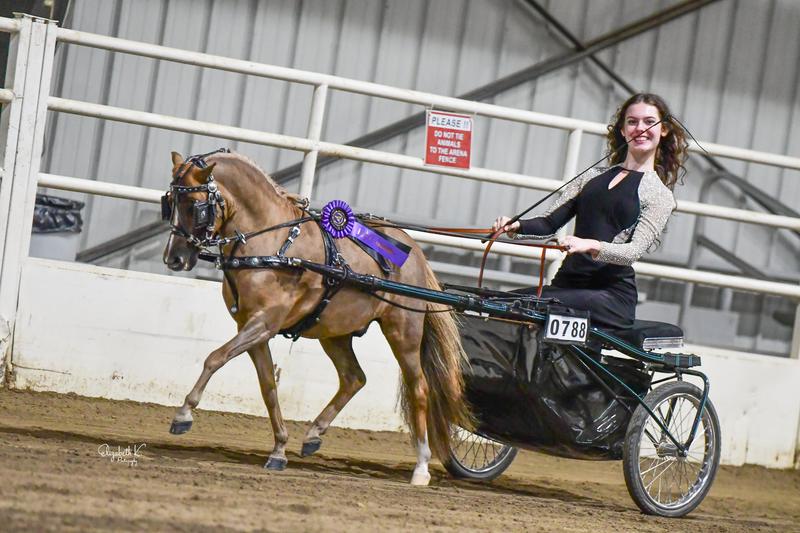 Alliance Incendios Justify (chestnut) and Bar B Aloha Certified Silence (buckskin pinto)