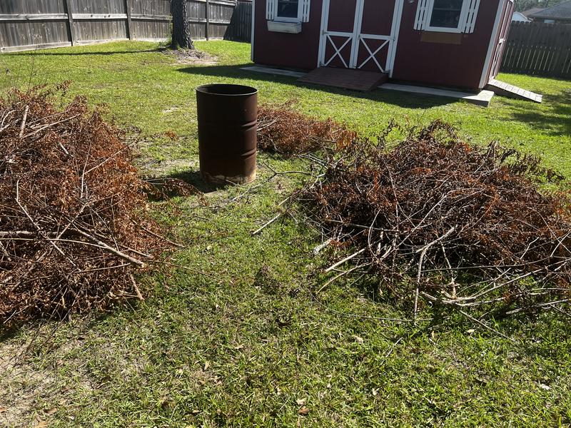 Burn pile from willow tree limb