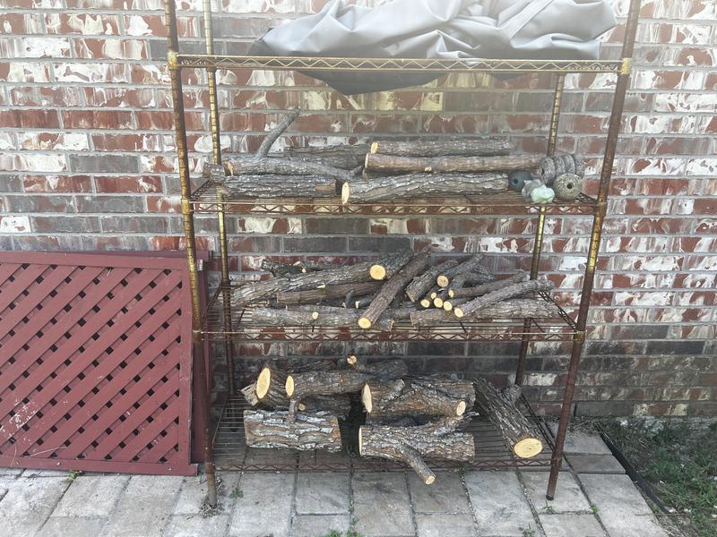 Tree limbs from willow tree