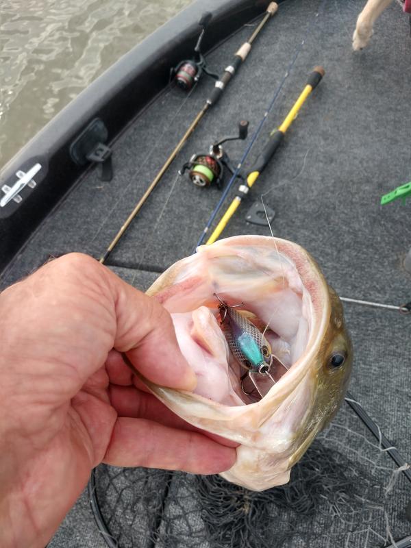 Berkley® Pitbull 5.5 Crank Bait Fishing Lure, 2.5-in