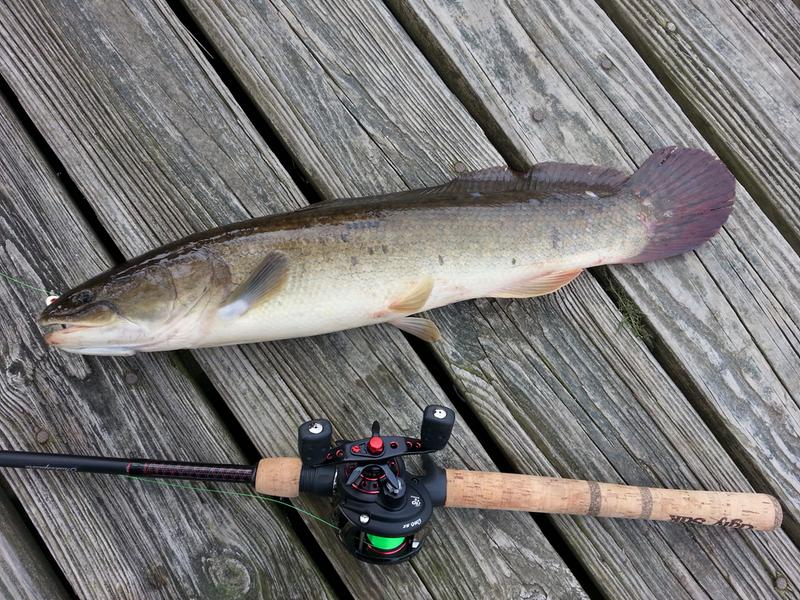 Ugly Stik Elite Casting Rod - Pure Fishing