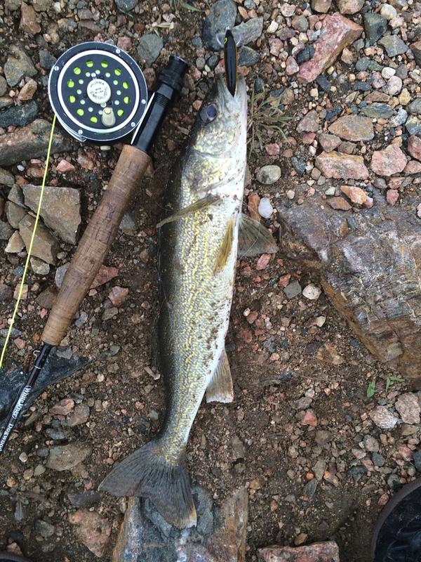 pflueger medalist 1494