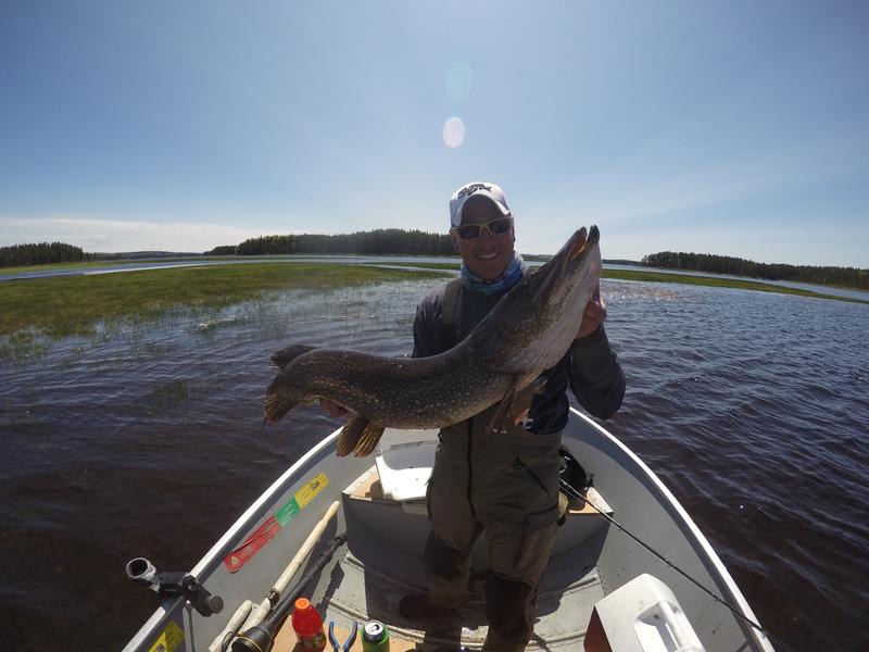 fenwick predator
