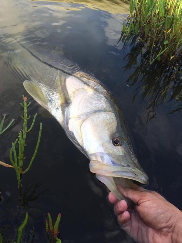 fenwick elite tech inshore spinning rod
