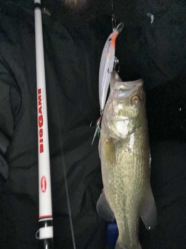 BERKLEY BIG GAME 6 FOOT 6 INCH, 10 TO 20# AND SKAKESPEARE BIGWATER 7 FOOT,  10 TO 25# SPINNING RODS - Berinson Tackle Company