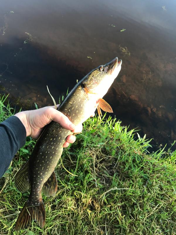 beetle spin fishing lure