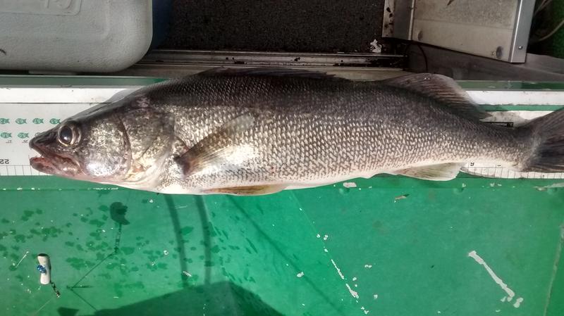 powerbait crappie attractant