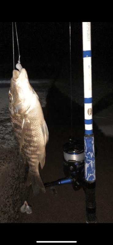 Penn Battle Iii Le Combo Pure Fishing