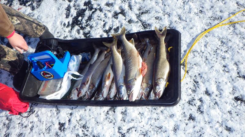 Johnson Ice Fishing Thinfisher Lure, 44565 oz.