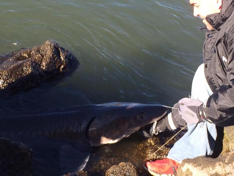 Ugly Stik Big Water Downrigger Casting & Trolling Fishing Rods