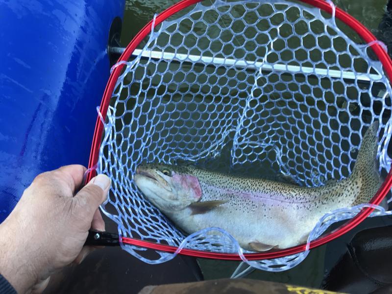 powerbait walleye attractant