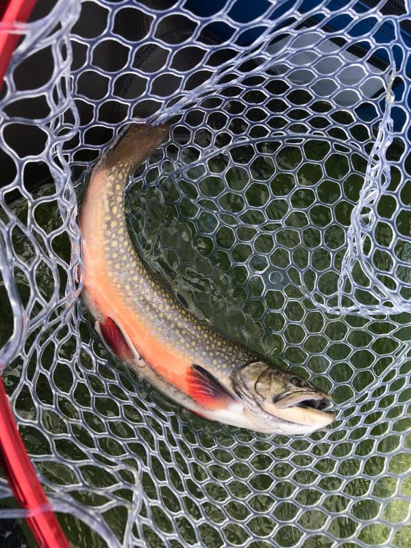 powerbait walleye attractant