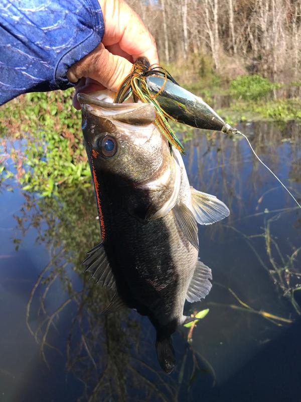 johnson silver minnow spoon