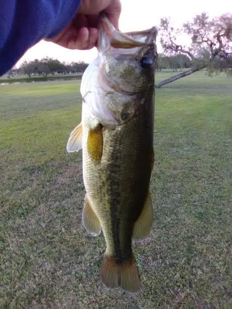 abu garcia orra inshore baitcast reel