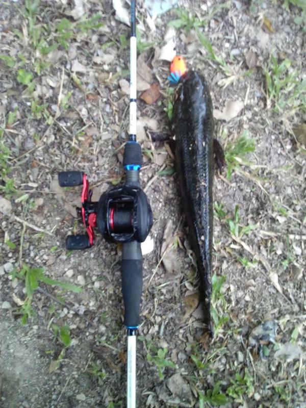 abu garcia black max lp baitcast combo