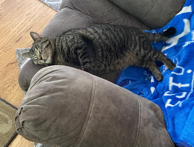Oliver after a full belly of Friskies