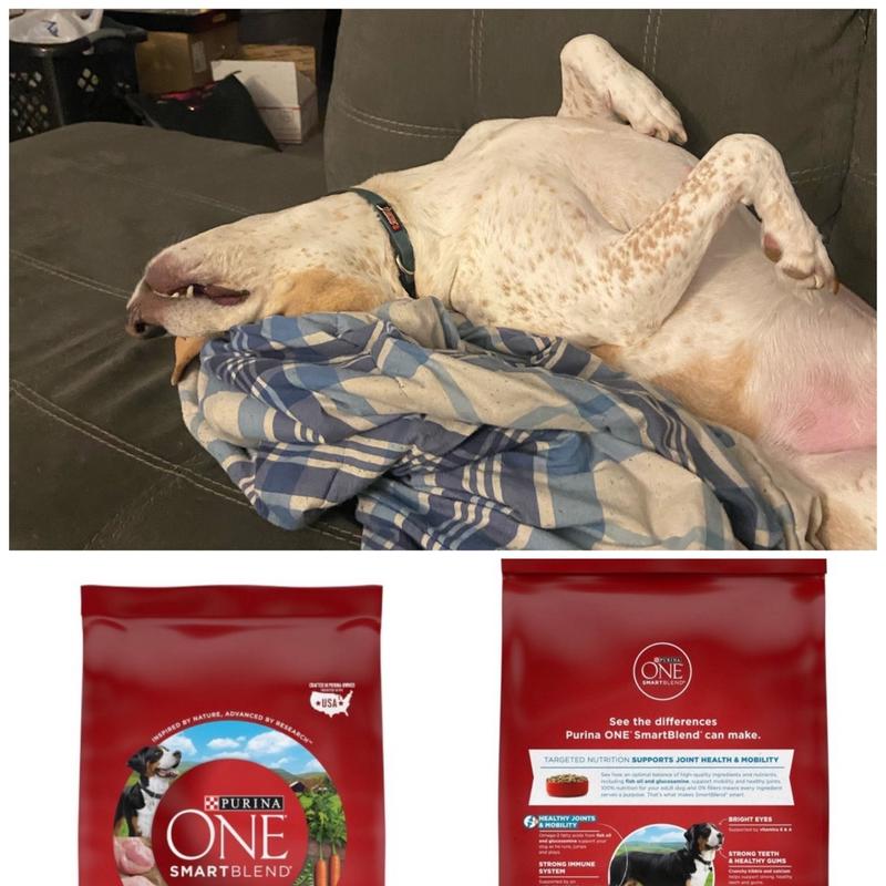  Purina ONE Plus Joint Health Formula Natural with Added  Vitamins, Minerals and Nutrients Dry Dog Food - 16.5 lb. Bag : Pet Supplies