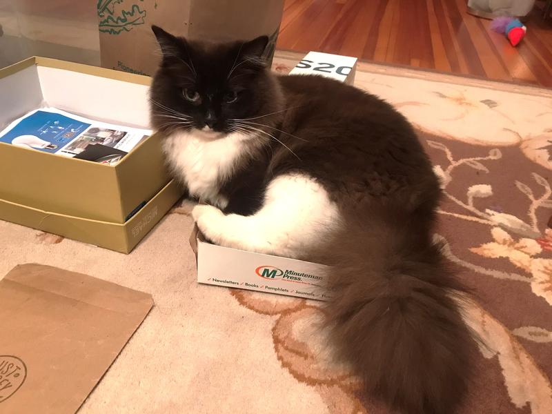 If I fits, I must sits (in a letter-size paper box)