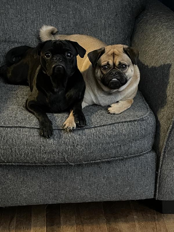Buddies
