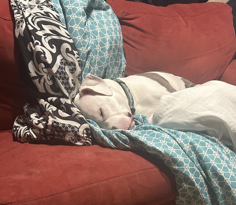 After dinner nap.