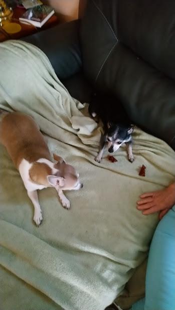 beggin bacon dog treats