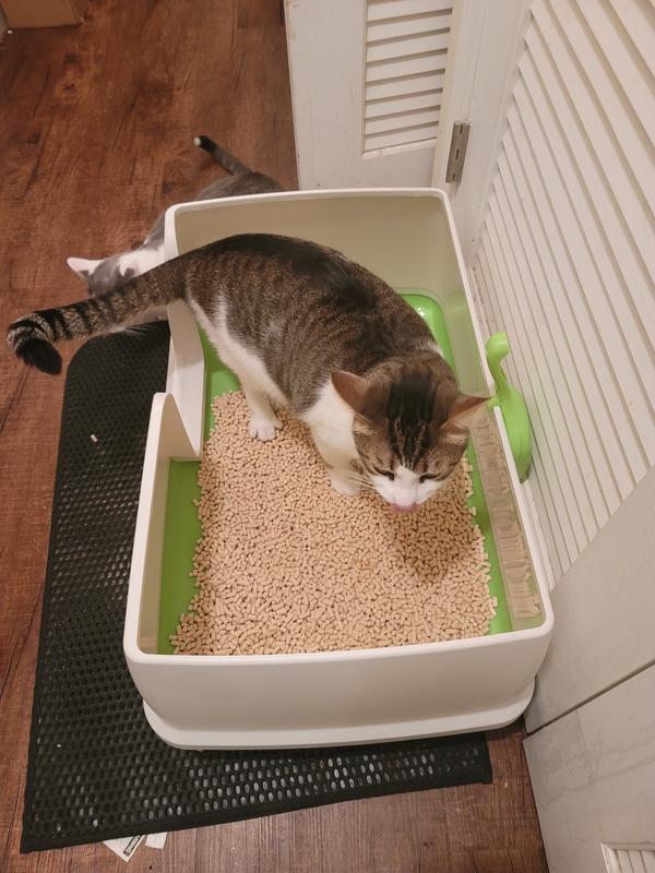 Tidy cats outlet breeze petco