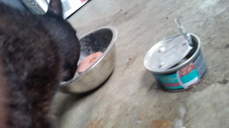 Great Cat food!