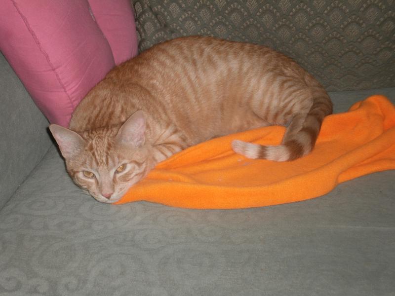 Charlie ar rest