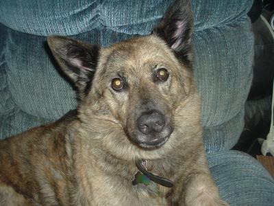 Dandelion happy when she found out she was having canned purina for dinner!