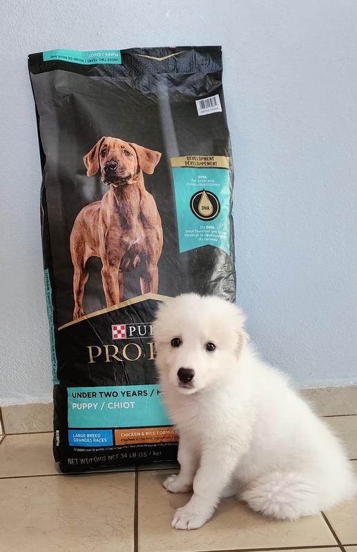 Purina Pro Plan Large Breed Puppy Formula Dry Dog Food Petsense