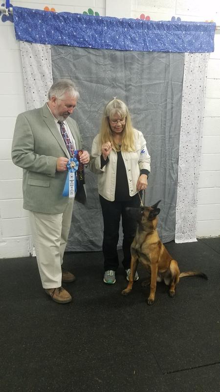 Ryn, Group 1 at CCC dog show, age 7 mo. She finished her UKC title in 3 shows