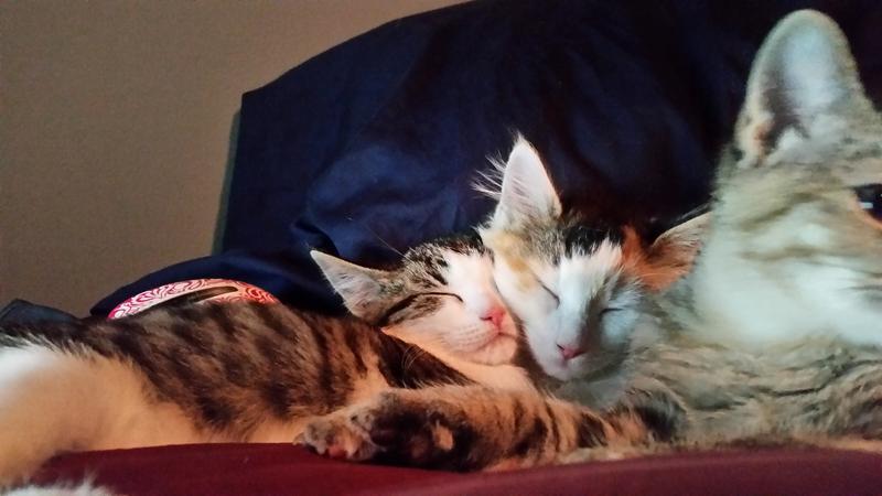 My hand raise from 2 weeks old all girls