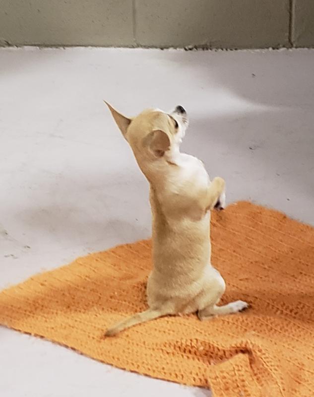 Oops begging for her Purina One Toy Breed food