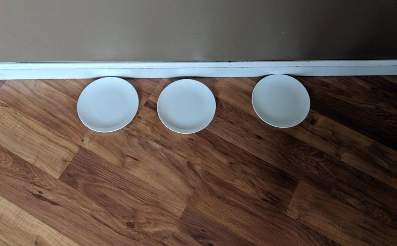 Plates are licked clean