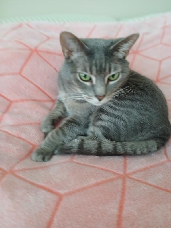 Photo - commentaire 7.