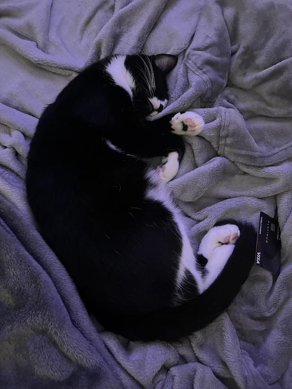 after he eats his gems it’s sleepy kitty