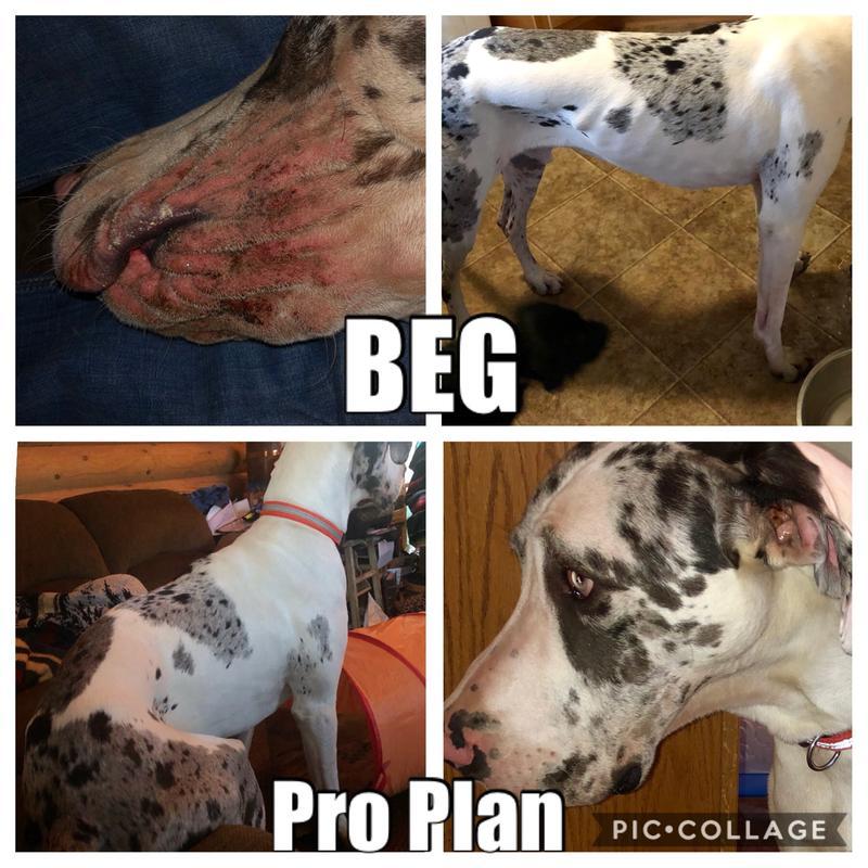 purina pro plan and dcm