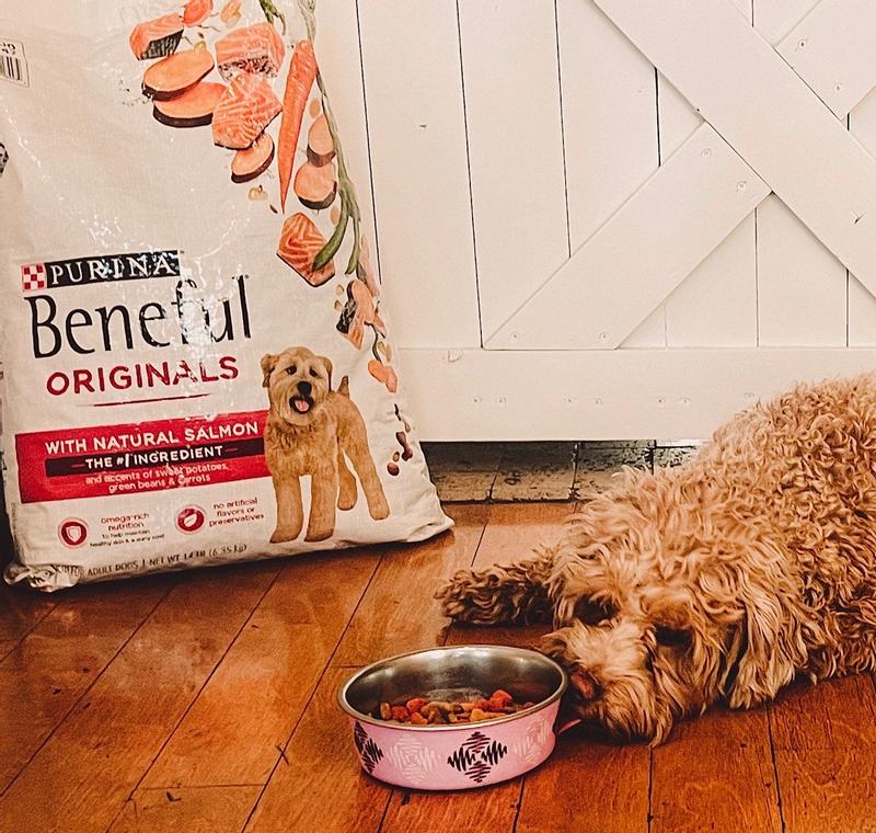 Purina best sale beneful salmon