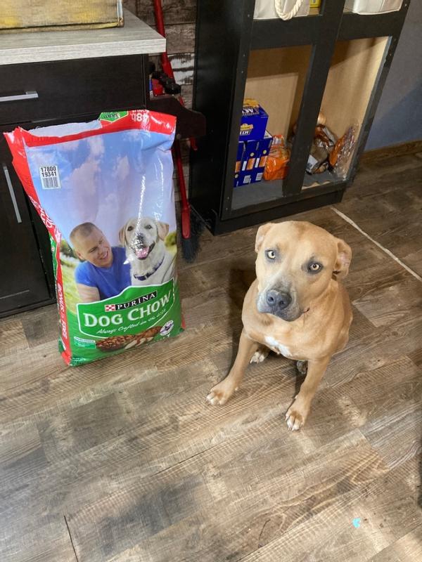 how long does dog food last after opening