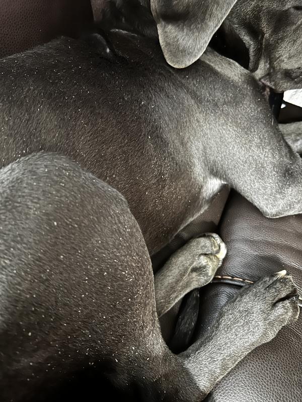 Skin and coat 5 month old puppy.