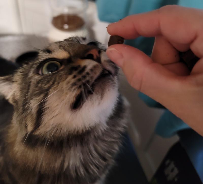 Owl getting a treat