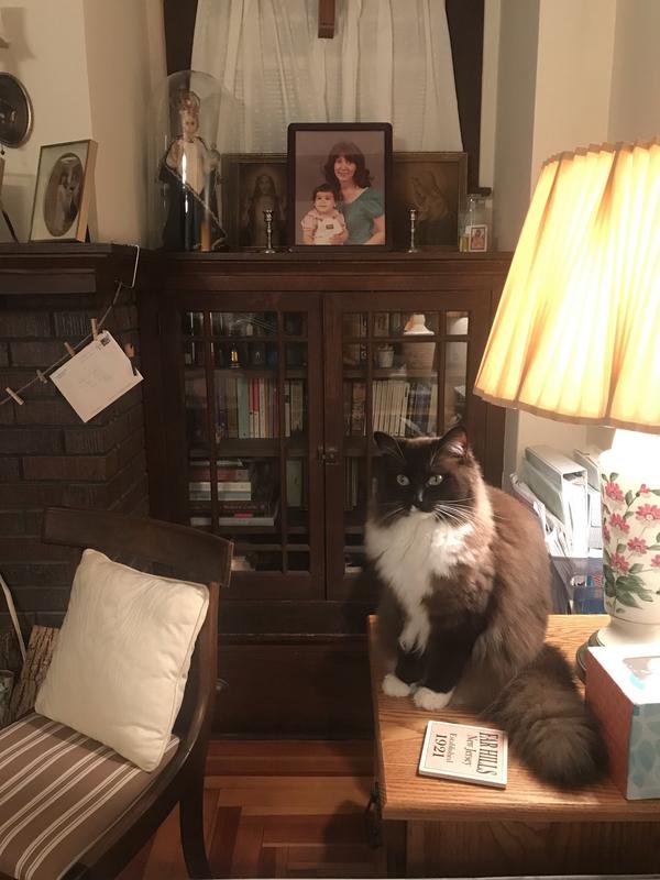 2-year-old Ragdoll, Quinny.