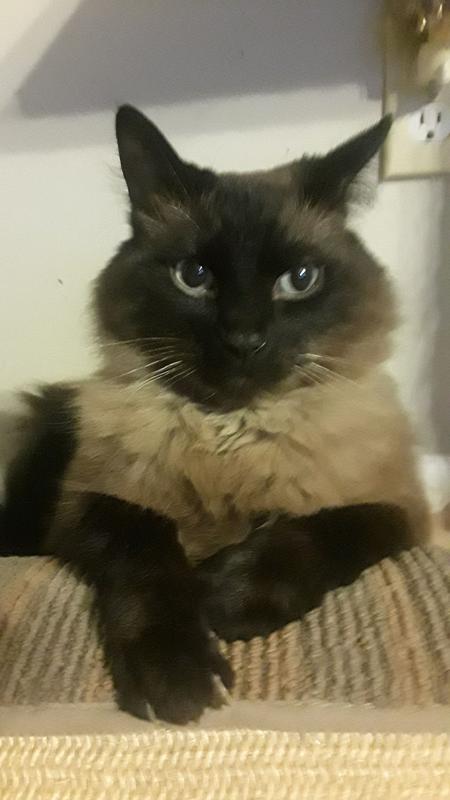 Misty is such a poser