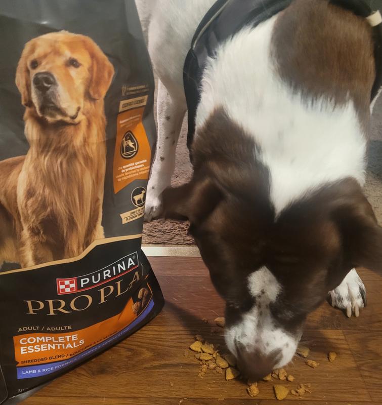 Purina pro plan savor lamb and rice reviews best sale