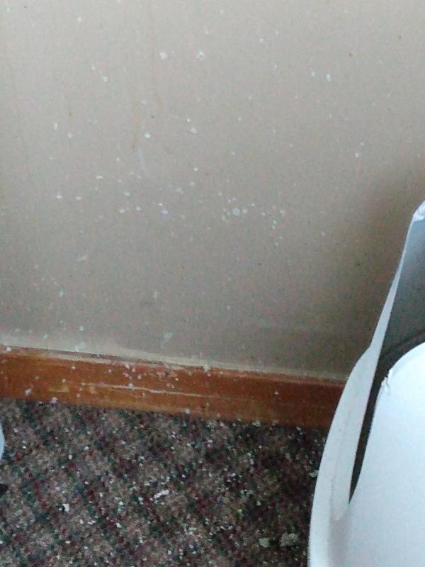 Light weight tidy cat mess