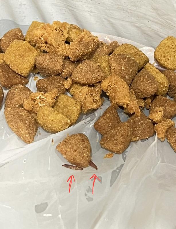 Photo - commentaire 6.