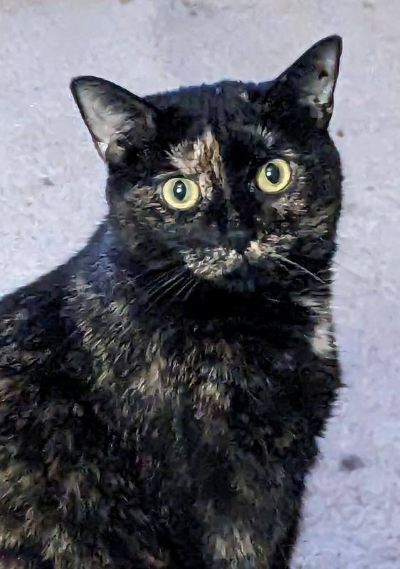 Cookie loves to pose for the camera