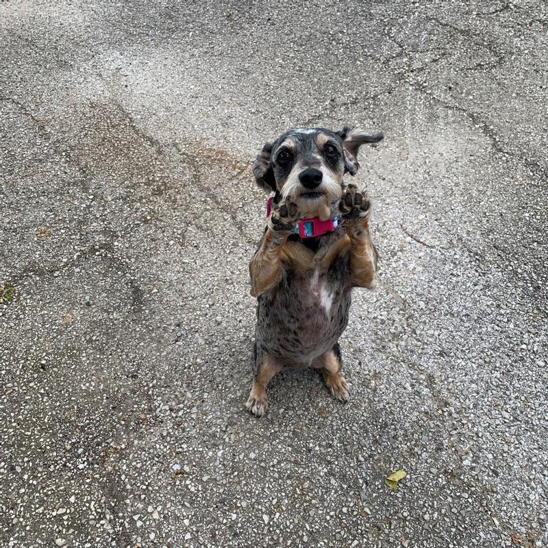 Photo - commentaire&nbsp;7.