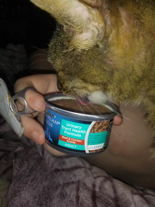 Kitty lickin' good
